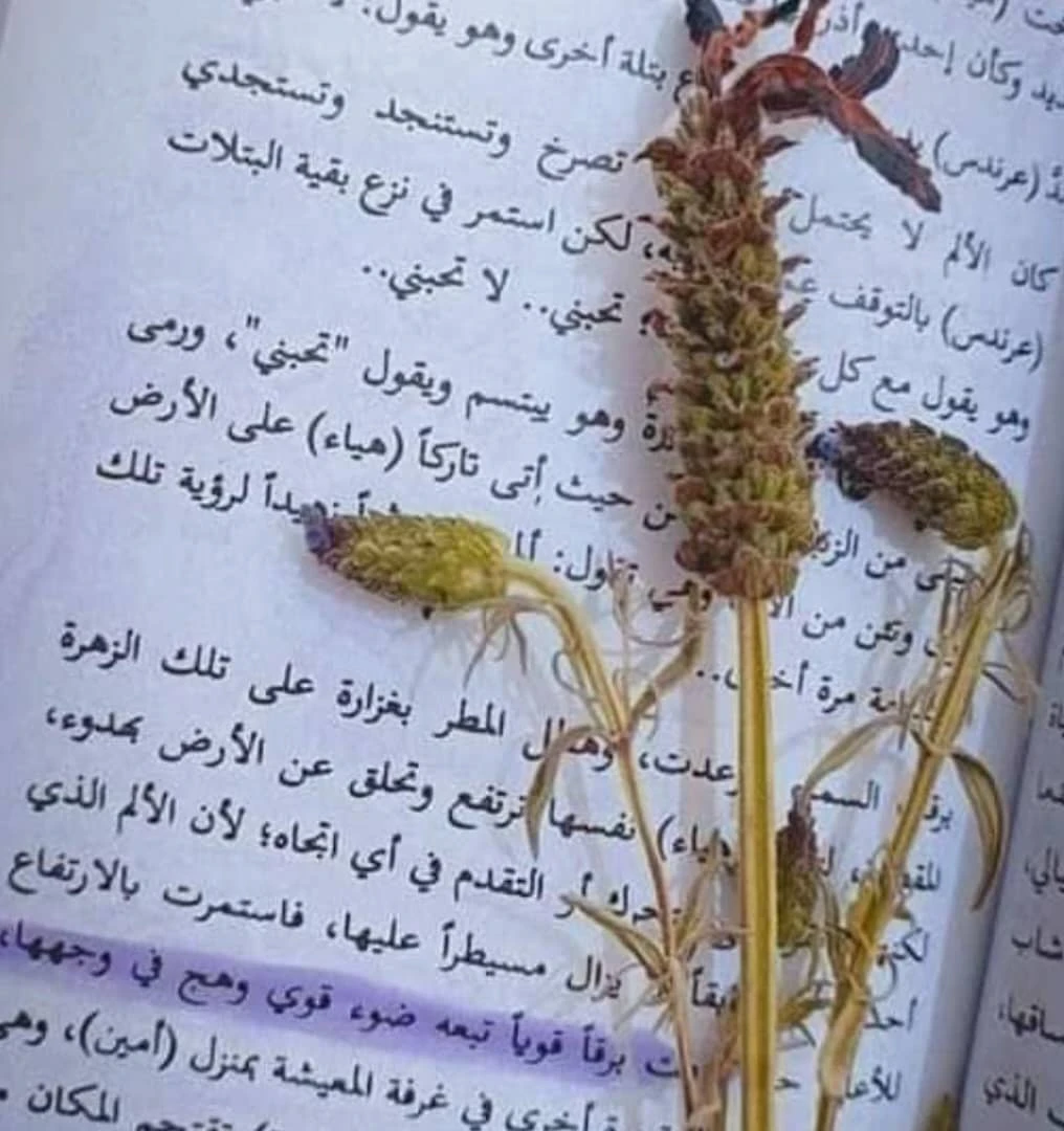 المنتج